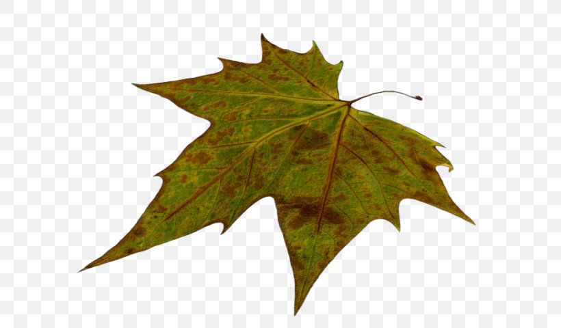 Maple Leaf Plane Trees, PNG, 640x480px, Maple Leaf, Leaf, Maple, Maple Tree, Plane Tree Family Download Free