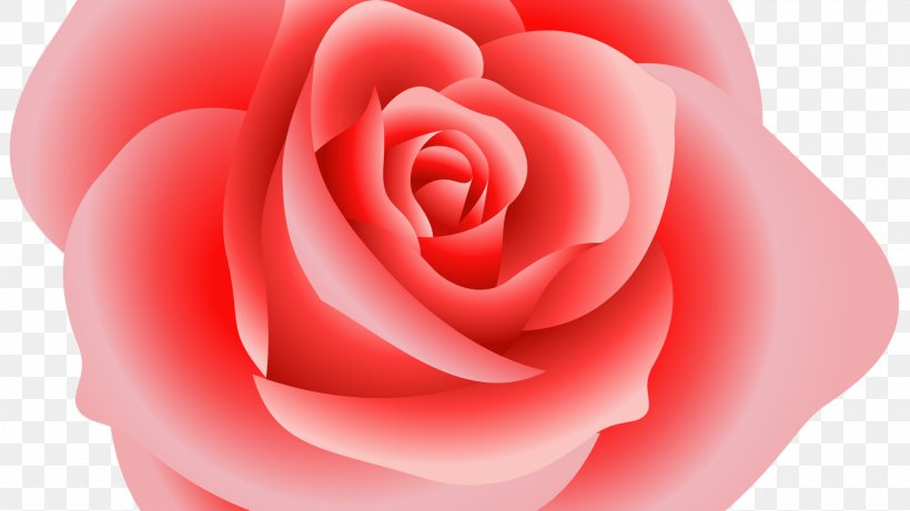 Rose Clip Art, PNG, 1920x1080px, Rose, Close Up, Color, Cut Flowers, Flower Download Free