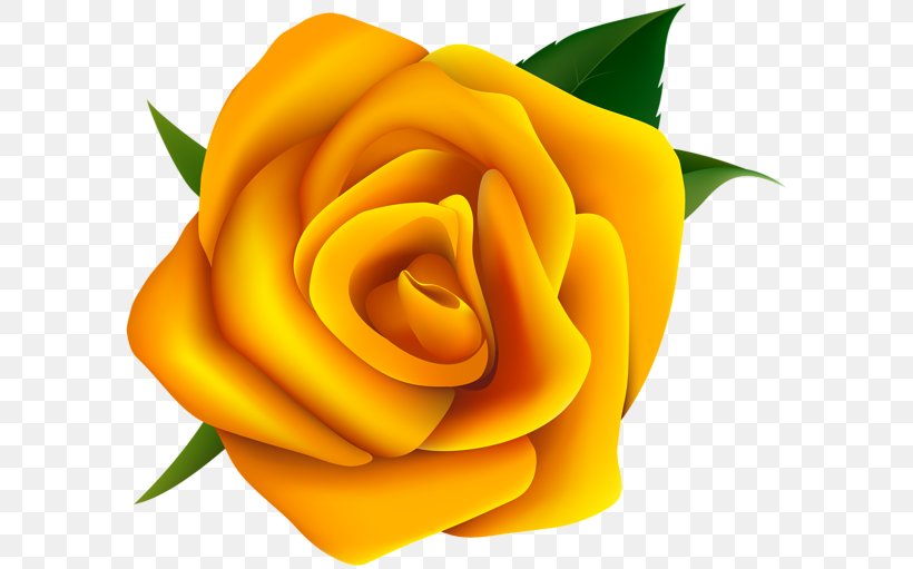 Rose Yellow Clip Art, PNG, 600x511px, Rose, Close Up, Color, Cut Flowers, Floribunda Download Free