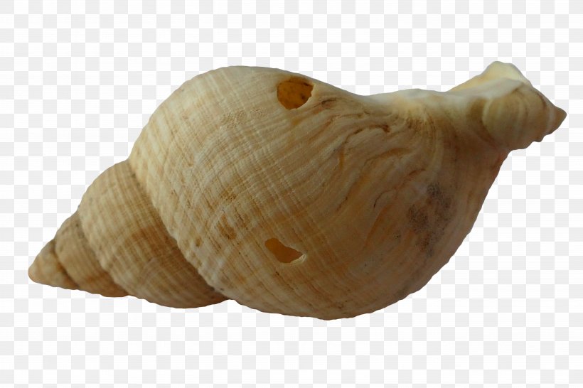 Clam Mussel Seashell, PNG, 5472x3648px, Clam, Cockle, Conch, Conchology, Mussel Download Free