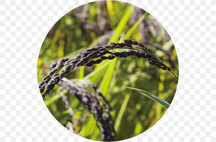 Commodity Lavender, PNG, 540x540px, Commodity, Crop, Grass, Grass Family, Lavender Download Free