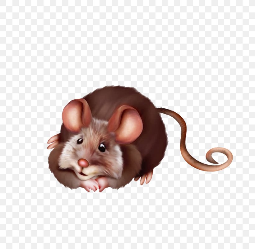 Computer Mouse Muis Krysa Clip Art, PNG, 800x800px, Computer Mouse, Animation, Drawing, Ear, Fauna Download Free