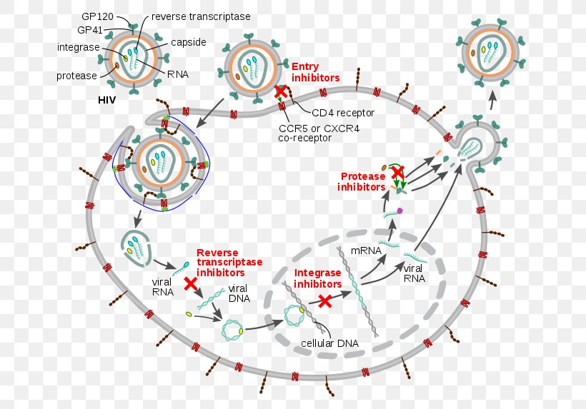 Management Of HIV/AIDS Management Of HIV/AIDS Virus Viral Replication, PNG, 694x573px, Hiv, Aids, Area, Cell, Diagram Download Free