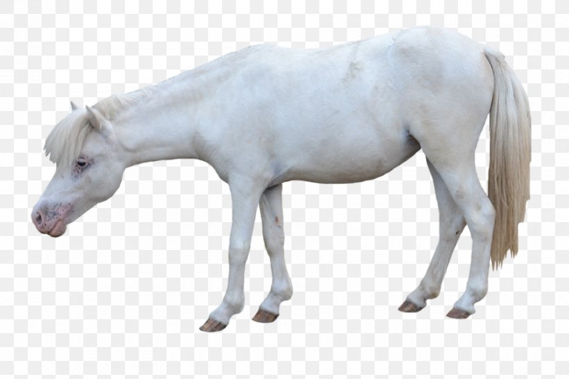 American Miniature Horse Andalusian Horse Pony Foal Mustang, PNG, 900x600px, American Miniature Horse, Andalusian Horse, Animal Figure, Colt, Foal Download Free