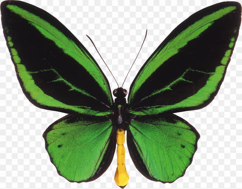 Butterfly Ornithoptera Priamus Trogonoptera Birdwing, PNG, 4947x3879px, Butterfly, Arthropod, Birdwing, Brush Footed Butterfly, Butterflies And Moths Download Free