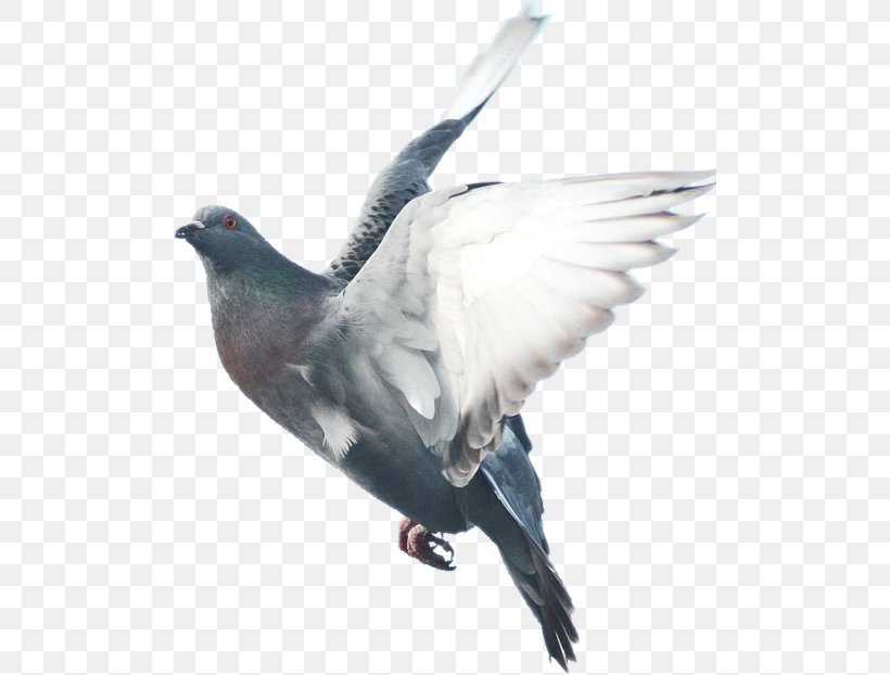 Domestic Pigeon Columbidae Bird Fancy Pigeon, PNG, 500x622px, Domestic Pigeon, Beak, Bird, Bird Flight, Columbidae Download Free