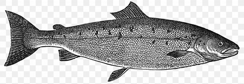 Fish Salmon Rainbow Trout Clip Art, PNG, 2926x1012px, Fish, Animal Figure, Black And White, Fauna, Fin Download Free