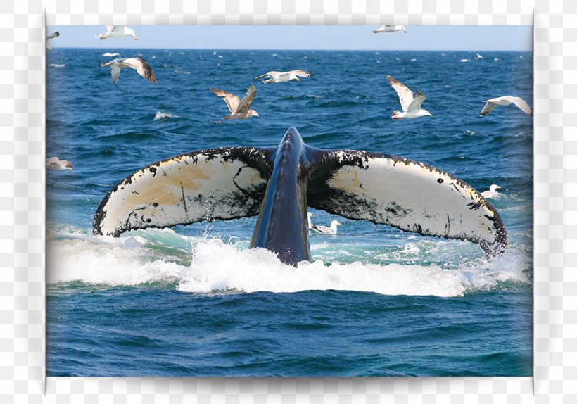 Humpback Whale Water Transportation Killer Whale Cetacea, PNG, 850x595px, Humpback Whale, Cetacea, Killer Whale, Mammal, Marine Mammal Download Free