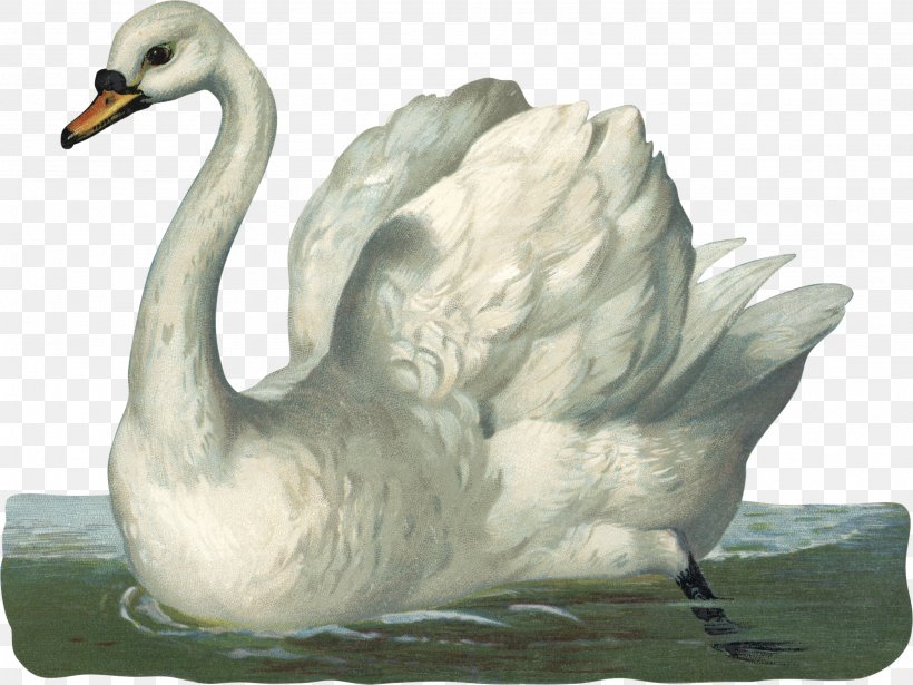 Mute Swan Duck Bird Black Swan Drawing, PNG, 2538x1905px, Mute Swan, Art, Beak, Bird, Black Swan Download Free