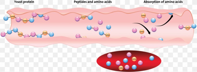 Selenomethionine Selenium Animal Nutrition Sodium Selenite Amyloid Beta, PNG, 1024x377px, Watercolor, Cartoon, Flower, Frame, Heart Download Free