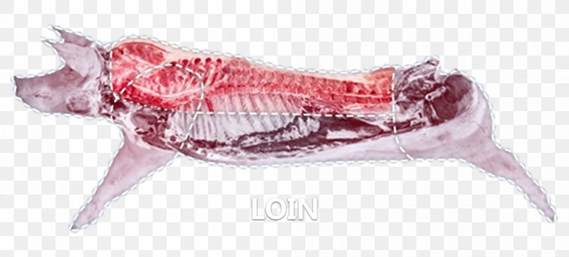 Spare Ribs Pork Bacon Ham, PNG, 995x450px, Spare Ribs, Animal Figure, Animal Source Foods, Bacon, Beef Download Free