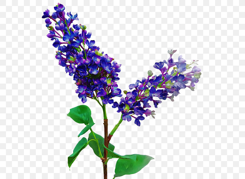 Lavender, PNG, 800x600px, Flower, Bluebonnet, Buddleia, Common Sage, Cut Flowers Download Free