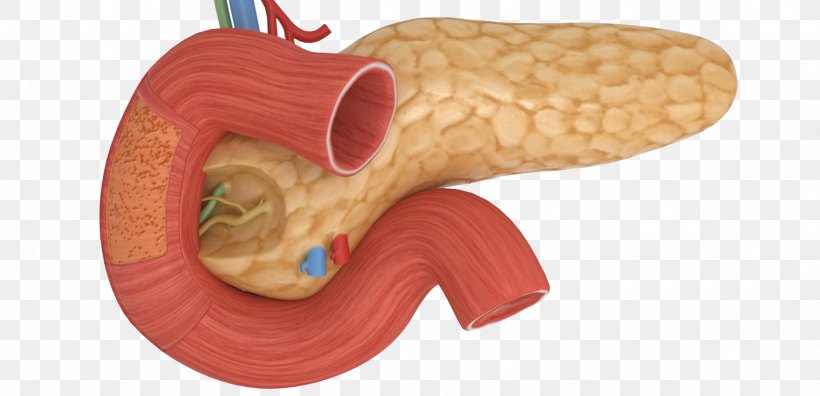 Pancreas Human Body Acute Pancreatitis Gallbladder, PNG, 1535x743px, Watercolor, Cartoon, Flower, Frame, Heart Download Free