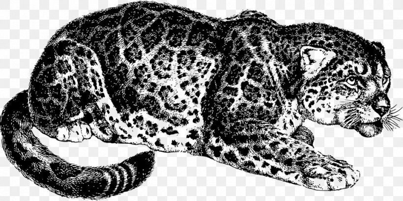 Snow Leopard Jaguar Tiger Felidae, PNG, 960x480px, Leopard, Animal, Animal Figure, Big Cats, Black And White Download Free