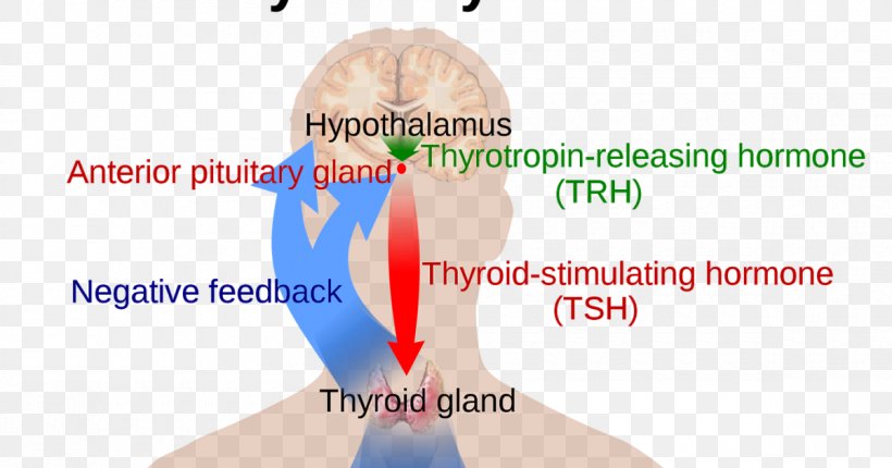 The Thyroid Gland Thyroid Hormones, PNG, 1200x630px, Watercolor, Cartoon, Flower, Frame, Heart Download Free