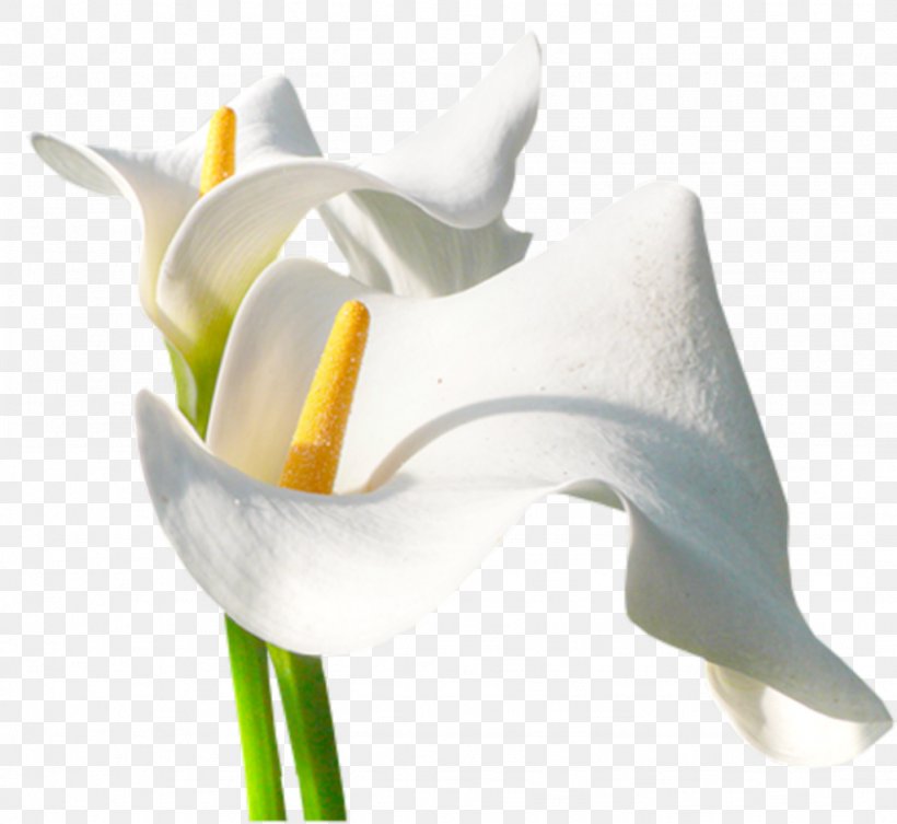 Arum-lily Flower Photography, PNG, 1024x941px, Arumlily, Alismatales, Art, Arum, Arum Family Download Free