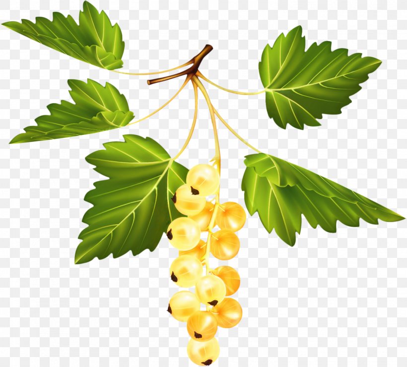 Tree Leaves, PNG, 1509x1363px, Gooseberry, Berry, Branching, Currant, Flower Download Free