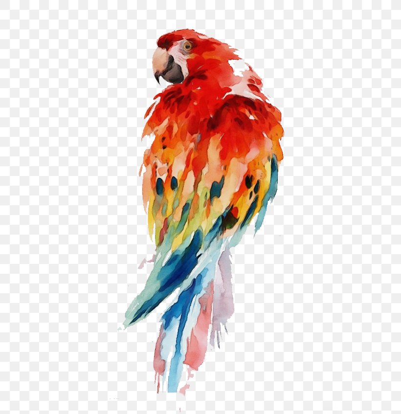 Watercolor Cartoon, PNG, 564x847px, Watercolor, Beak, Bird, Feather, Lovebird Download Free