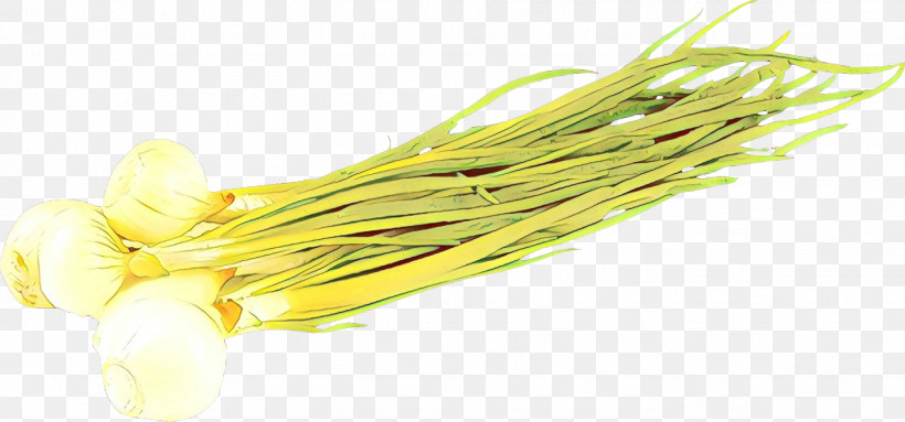 Yellow Vegetable Plant Welsh Onion Food, PNG, 1431x669px, Yellow, Chives, Food, Ingredient, Leek Download Free