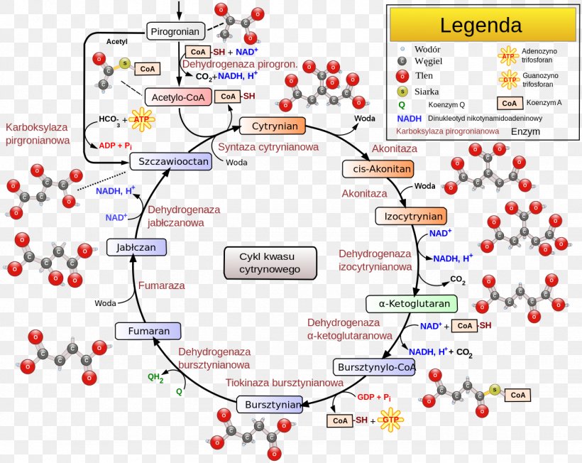 Citric Acid Cycle Electron Transport Chain Cellular Respiration Nicotinamide Adenine Dinucleotide, PNG, 1335x1062px, Citric Acid Cycle, Aconitic Acid, Area, Biology, Carbon Dioxide Download Free