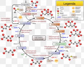 Cytochrome C Oxidase Electron Transport Chain Mitochondrion, PNG ...