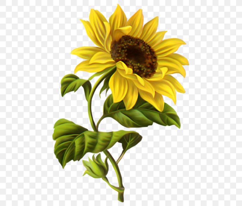 Drawing Common Sunflower Watercolor Painting Sketch, PNG, 489x699px, Drawing, Art, Common Sunflower, Daisy Family, Flower Download Free