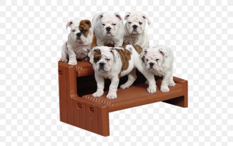 French Bulldog Puppy Golden Retriever Dog Breed, PNG, 570x514px, Bulldog, American Bully, Breed, Breed Group Dog, Carnivoran Download Free
