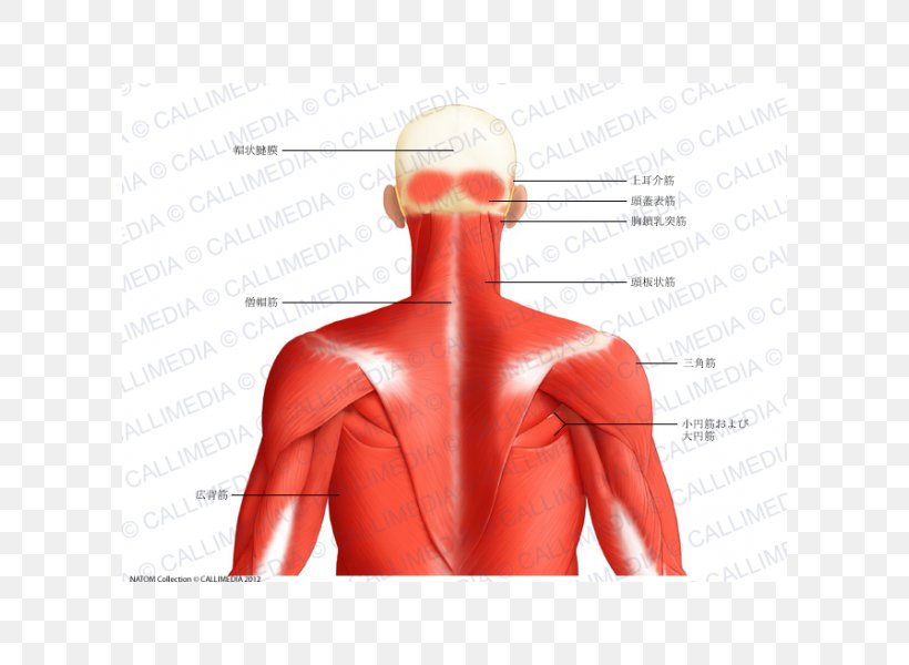 Muscle Posterior Triangle Of The Neck Head And Neck Anatomy Human Body Trapezius Png 600x600px Watercolor