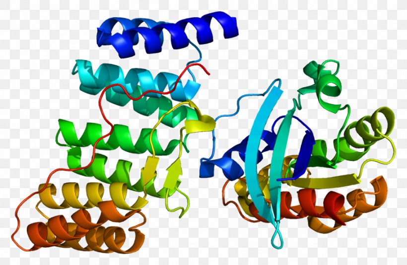Neutrophil Cytosolic Factor 2 NADPH Oxidase Protein, PNG, 912x596px, Neutrophil Cytosolic Factor 2, Art, Artwork, Cytochrome, Cytosol Download Free