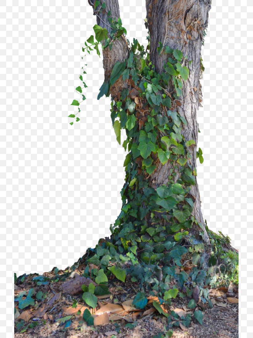 Tree Stock, PNG, 727x1098px, Tree, Birch, Birch Family, Branch, Deviantart Download Free