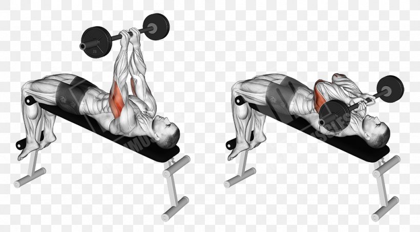 Triceps Brachii Muscle Lying Triceps Extensions Biceps Curl Bench, PNG, 1024x567px, Triceps Brachii Muscle, Arm, Barbell, Bench, Biceps Download Free