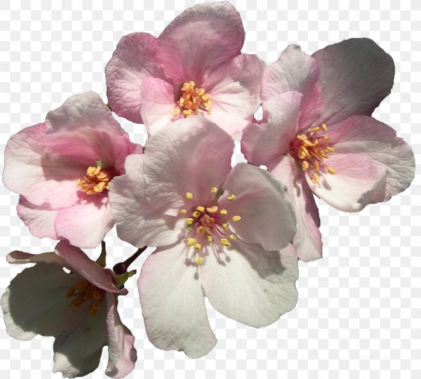 Cerasus Flower Cherry Blossom Sweet Cherry Clip Art, PNG, 1326x1195px, Cerasus, Auglis, Blossom, Branch, Cherry Blossom Download Free