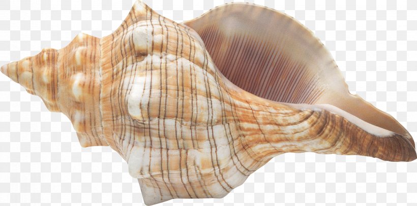 Conch Seashell Clip Art, PNG, 2472x1225px, Seashell, Adobe Premiere Pro, Button, Cockle, Conch Download Free