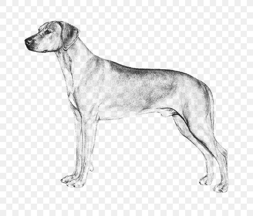 Dog Breed English Foxhound Harrier Great Dane Sloughi, PNG, 700x700px, Dog Breed, American Kennel Club, Black And White, Breed, Carnivoran Download Free