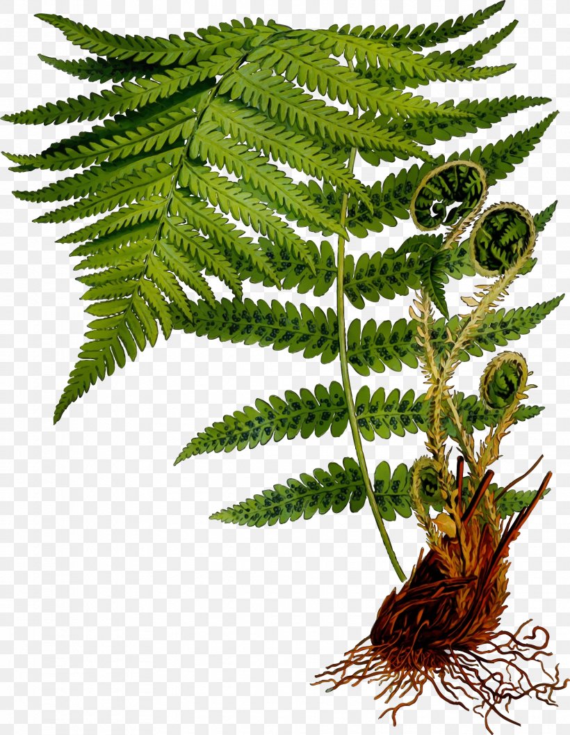 Fern, PNG, 1863x2400px, Watercolor, Fern, Ferns And Horsetails, Flower, Leaf Download Free
