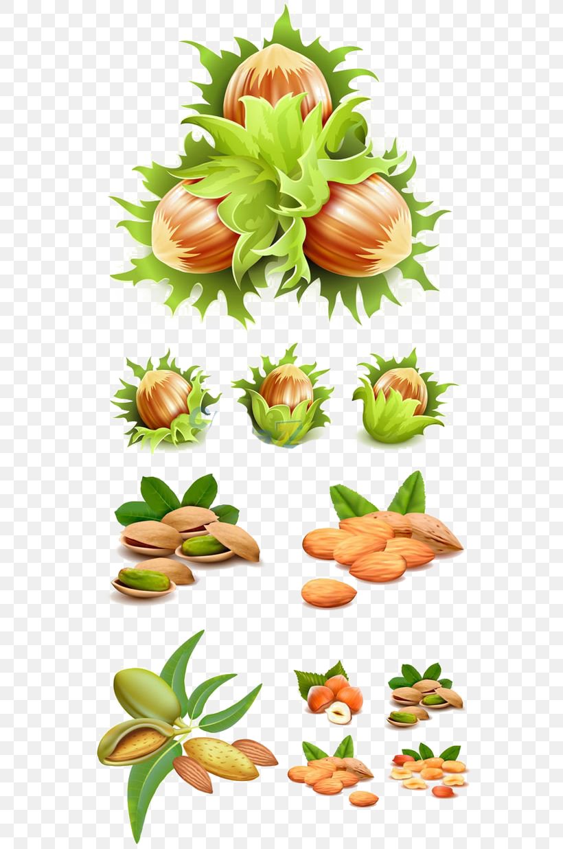 Hazelnut Illustration, PNG, 564x1237px, Hazelnut, Chestnut, Common Hazel, Floral Design, Floristry Download Free