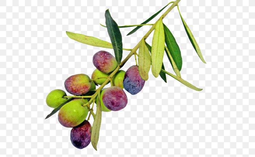 Olive Oil Olive Leaf, PNG, 600x508px, Olive, Berry, Food, Fruit, Olive Branch Download Free