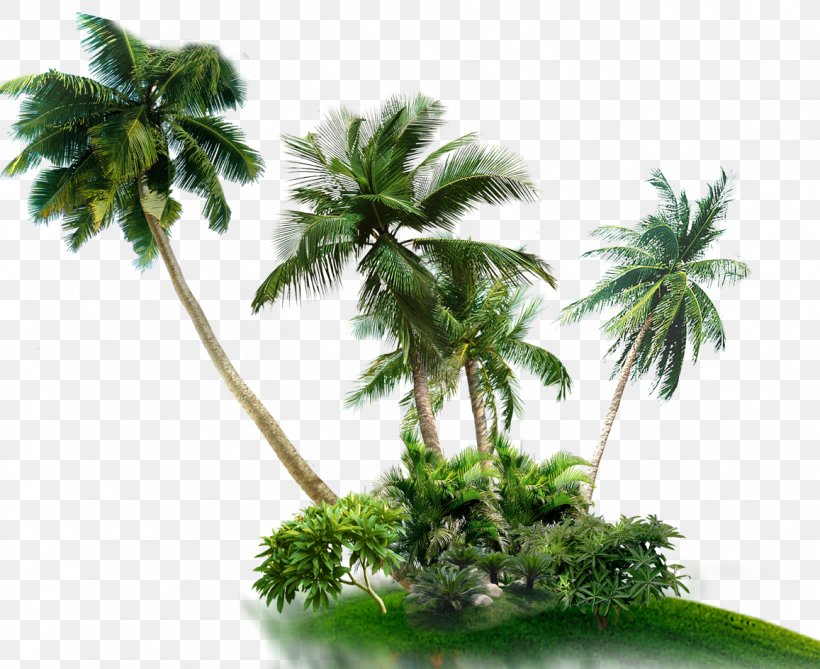 Palm Trees Asian Palmyra Palm Coconut, PNG, 1157x945px, Palm Trees, Arecales, Asian Palmyra Palm, Borassus Flabellifer, Coconut Download Free