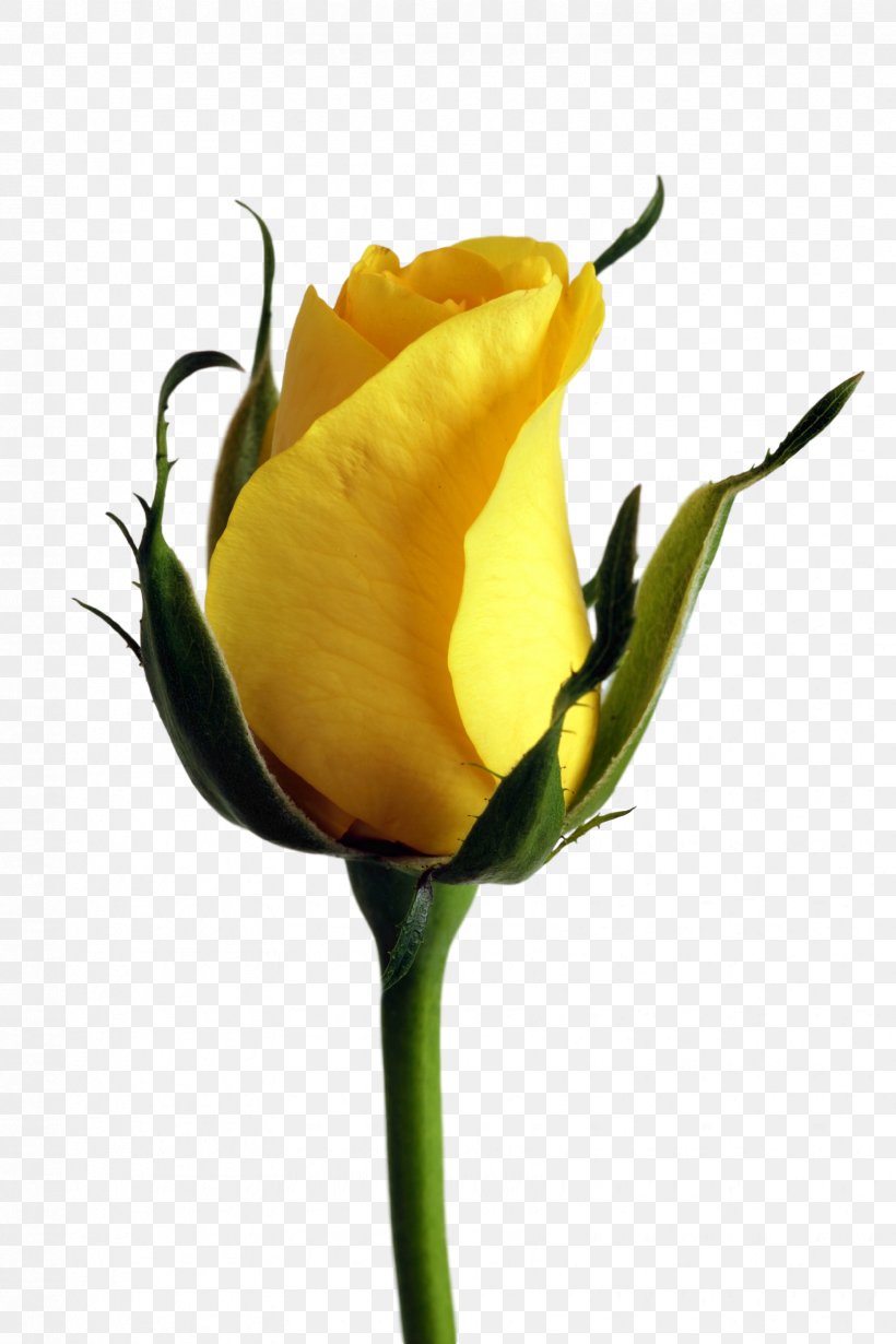 Rose Yellow Flower Color, PNG, 1672x2508px, Rose, Blue, Bud, Color, Cut Flowers Download Free
