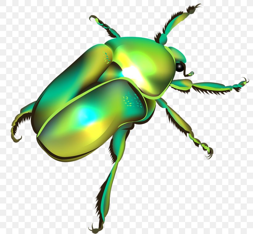 Beetle Euclidean Vector Illustration, PNG, 800x759px, Beetle, Arthropod, Color, Drawing, Green Download Free