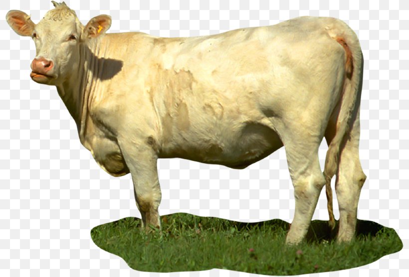 Calf Dairy Cattle Taurine Cattle Cow Bull, PNG, 800x556px, Calf, Animal Figure, Bull, Cattle, Cattle Like Mammal Download Free