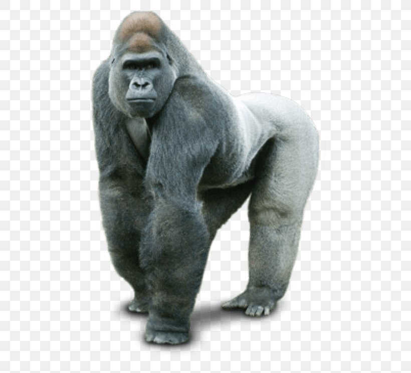 Gorilla Clip Art Desktop Wallpaper Image, PNG, 480x744px, Gorilla, Common Chimpanzee, Fur, Great Ape, Image File Formats Download Free