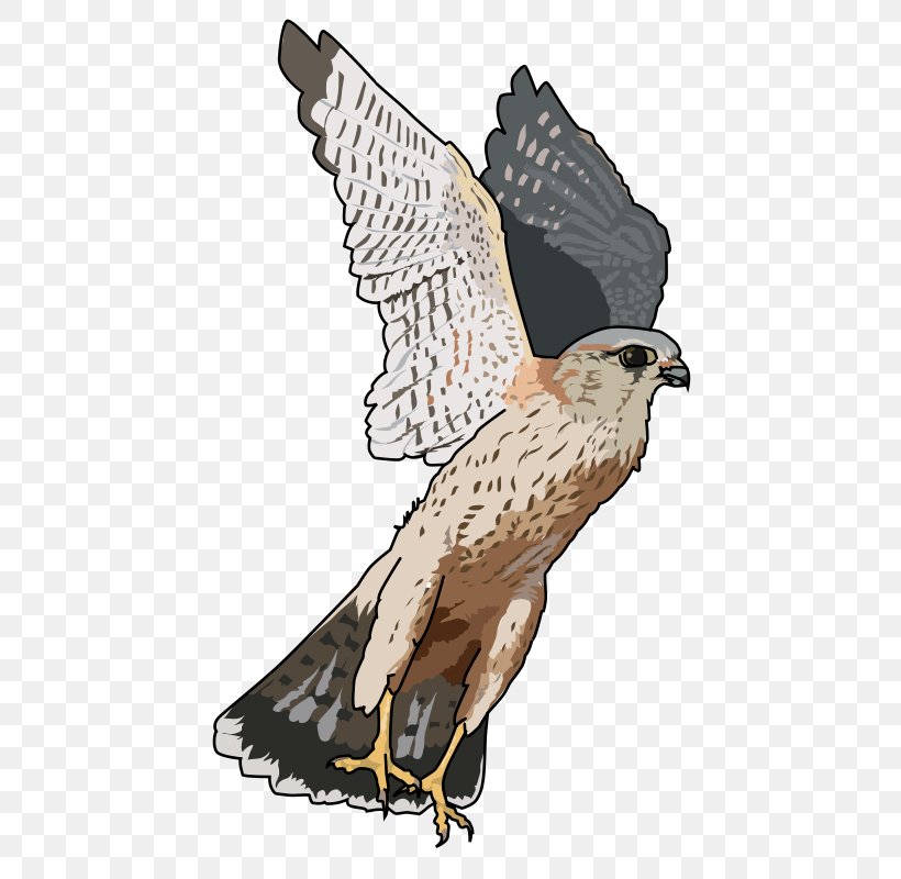 Bird Merlin Clip Art Openclipart Falcon, PNG, 470x800px, Bird, Accipitriformes, Bald Eagle, Beak, Bird Of Prey Download Free
