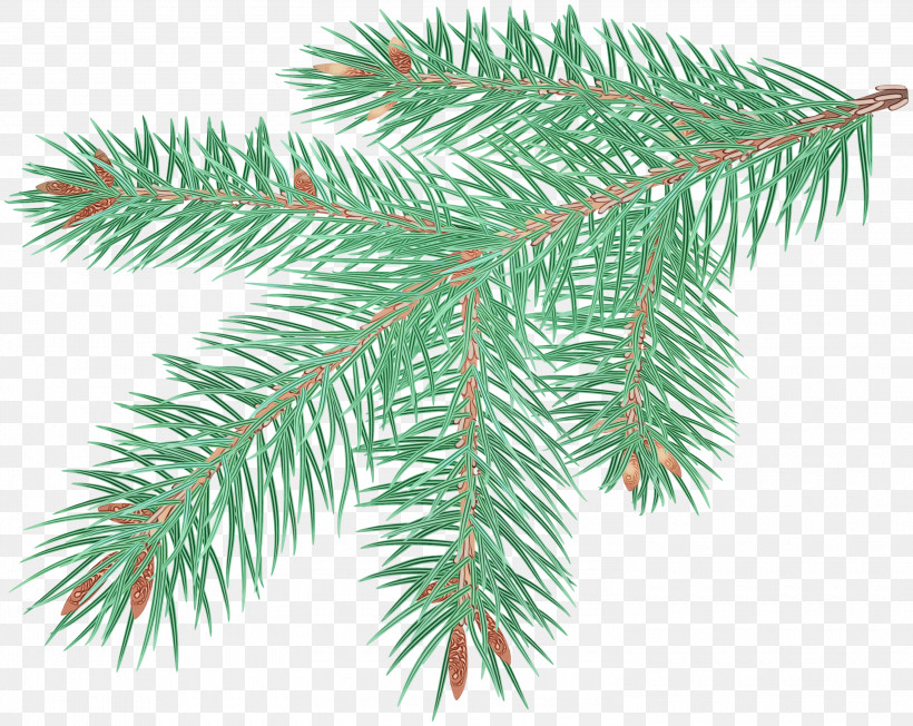 Columbian Spruce Tree Yellow Fir Shortleaf Black Spruce Colorado Spruce, PNG, 3000x2387px, Watercolor, Branch, Canadian Fir, Colorado Spruce, Columbian Spruce Download Free
