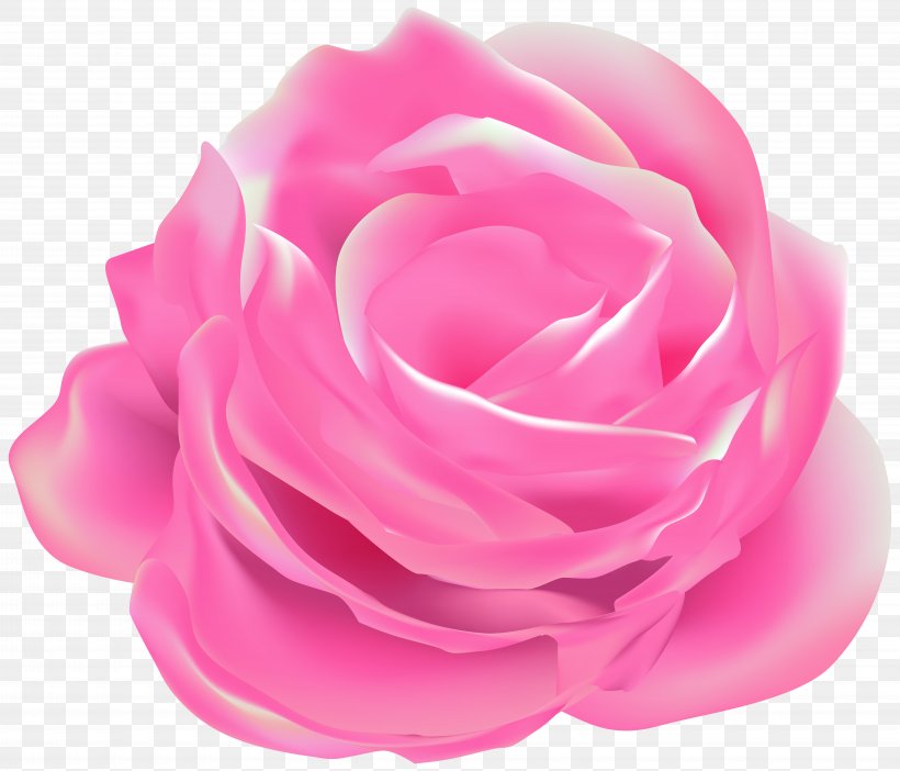 Garden Roses Cabbage Rose Floribunda, PNG, 8000x6854px, Garden Roses, Blue Rose, Cabbage Rose, Cut Flowers, Floribunda Download Free