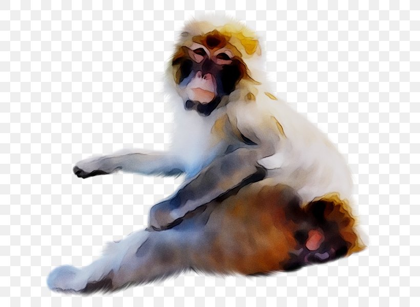 Old World Monkeys Baboons Clip Art, PNG, 698x600px, Old World Monkeys, Baboons, Canidae, Companion Dog, Dog Breed Download Free