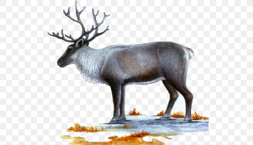 Reindeer Elk Musk Deers Antler, PNG, 538x471px, Reindeer, Antler, Deer, Elk, Fauna Download Free