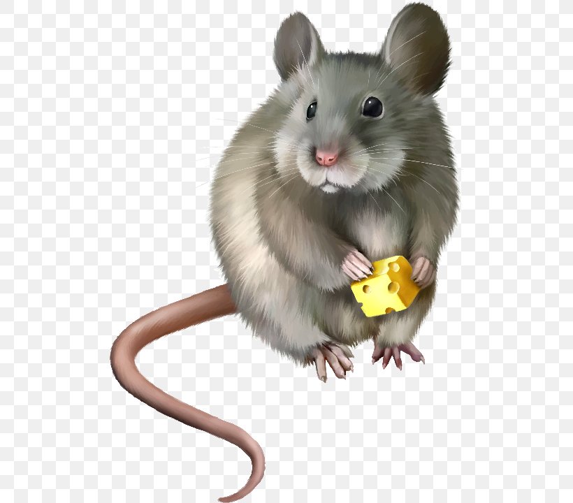 Computer Mouse Rat Clip Art, PNG, 506x720px, Computer Mouse, Dormouse, Fauna, Gerbil, Hamster Download Free