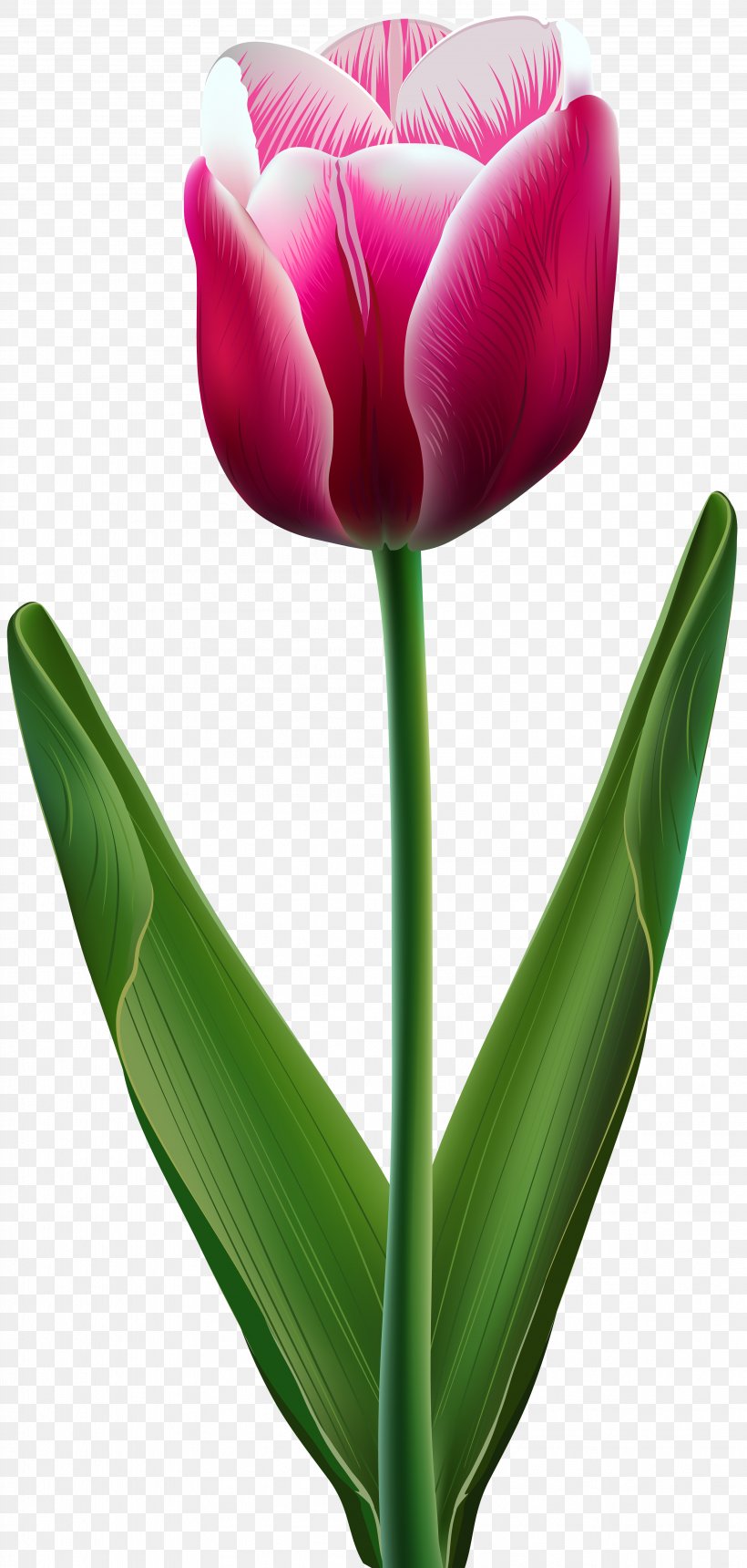 Tulip Flower Clip Art, PNG, 3812x8000px, Tulip, Color, Cut Flowers, Drawing, Flower Download Free