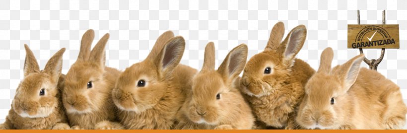 Angora Rabbit Holland Lop French Lop Fototapeta, PNG, 930x304px, Angora Rabbit, Animal, Animal Figure, Domestic Rabbit, European Rabbit Download Free